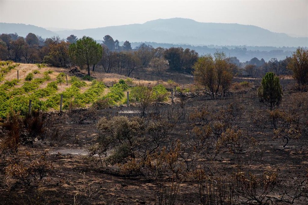 Terreno quemado por el incendio forestal entre Cebreros y El Tiemblo, a 28 de julio de 2026, en Ávila, Castilla y León (España). 