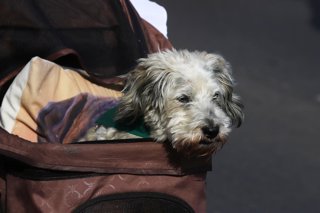 Vina del Mar 12 de Abril 2026 Por el borde costero de Vina del Mar se llevo a cabo la segunda caminata canina y familiar organizada por Carabineros Manuel Lema/Aton Chile