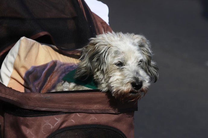 Vina del Mar 12 de Abril 2026 Por el borde costero de Vina del Mar se llevo a cabo la segunda caminata canina y familiar organizada por Carabineros Manuel Lema/Aton Chile