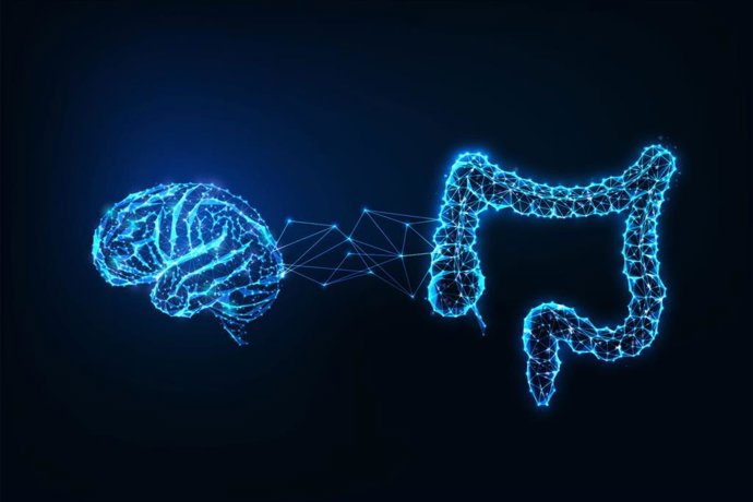 Archivo - Conexión entre el intestino y el cerebro.