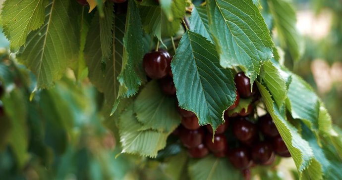 La DOP Cereza del Jerte cierra una campaña “muy positiva”, con 7,5 millones de kilos de producto certificado