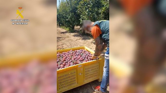 Agente de la Guardia Civil con ciruelas robadas