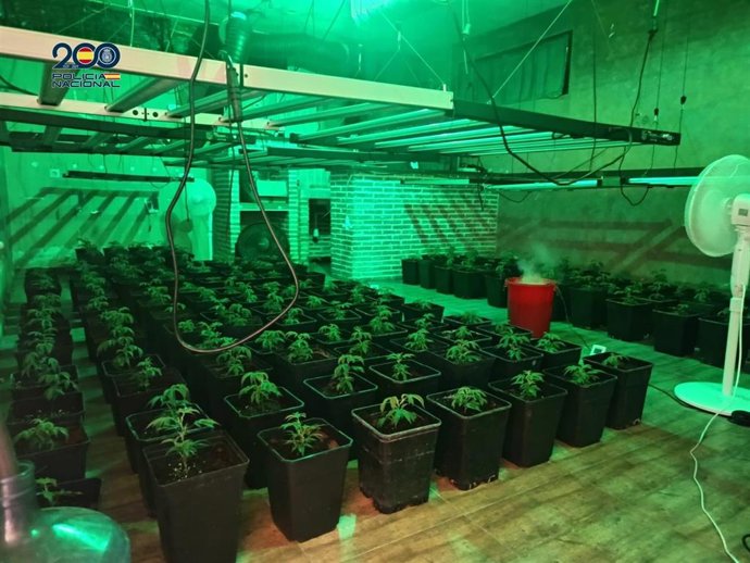 Detenidos cinco integrantes de un grupo dedicado al cultivo de marihuana en Chiloeches (Guadalajara).