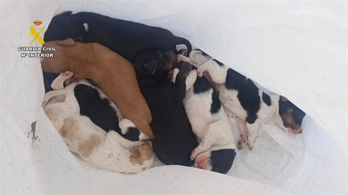 Cachorros de perro rescatados.