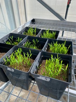 Ensayos en vivero forestal con plantas inoculadas para evaluar la eficacia de los hongos micorrícicos