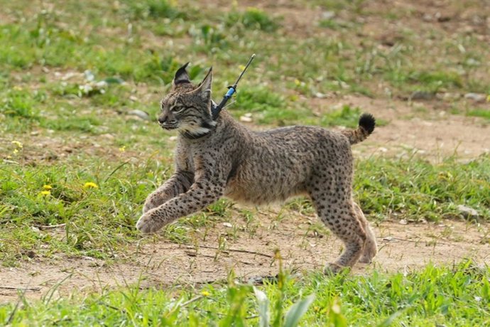 Archivo - Un estudio revela que el lince ibérico condiciona la regeneración de árboles frutales en ecosistemas mediterráneos