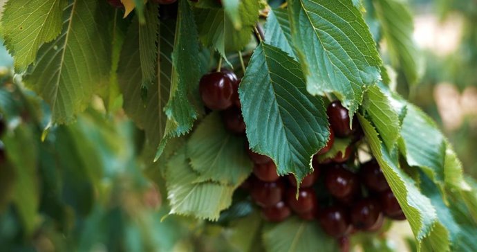 La DOP Cereza del Jerte cierra una campaña “muy positiva”, con 7,5 millones de kilos de producto certificado