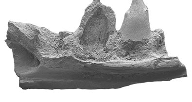 C. Valenciana
