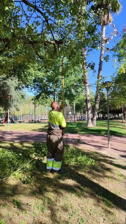 Refaldeo arbolado en el municipio de Murcia