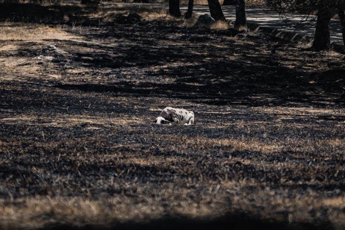 Vista una semana después de que llegara el fuego, a 1 de agosto de 2026, en La Adrada, Castilla y León (España). 