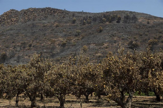 Árboles frutales quemados en el incendio forestal de Vall d'UIxó.