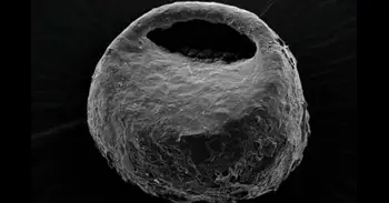 Las glaciaciones del Cuaternario esculpieron la diversidad de amebas en la Península Ibérica