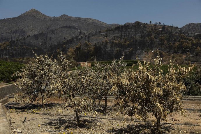 Árboles frutales quemados en un incendio forestal.