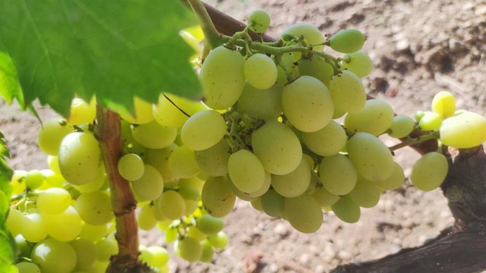 Archivo - Racimo de uvas 