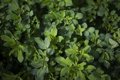 Hasta 2.451 agricultores riojanos recibirán la ayuda por la compra de fertilizantes con un total de 4,6 millones