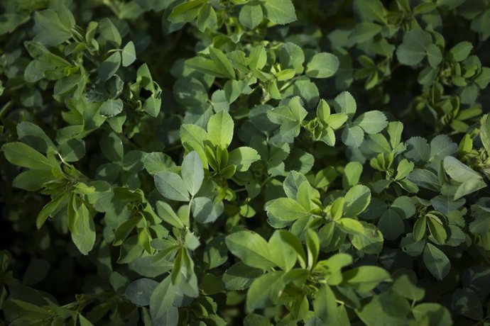 Archivo - Las ayudas pretenden ayudar a los agricultores a hacer frente a la subida de los fertilizantes