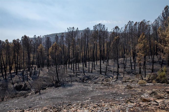 Terreno quemado por el incendio forestal de La Mierla.