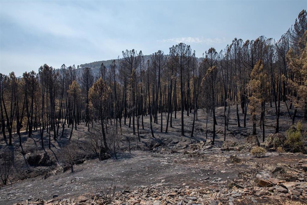 Terreno quemado por el incendio forestal de La Mierla.