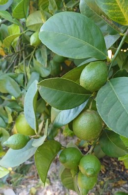 Cultivo de limón