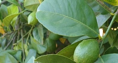 EpAgro - Agricultura