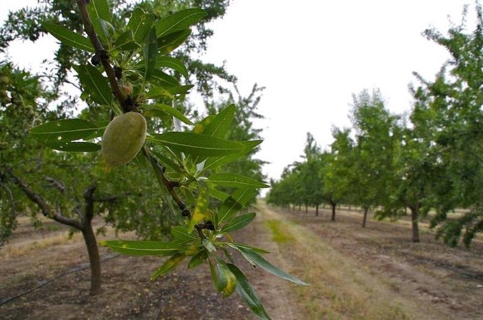 Archivo - Almendros en una explotación agrícola.