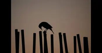 Más de 200 ciudadanos grabarán el comportamiento de los animales durante el Trío de Eclipses en España