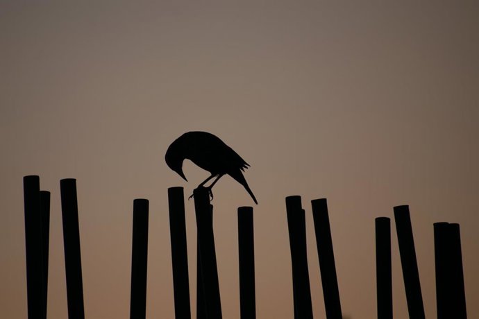 Archivo - 30 April 2022, Chile, Santiago: A bird sits on a fence after a partial solar eclipse. Photo: Matias Basualdo/ZUMA Press Wire/dpa