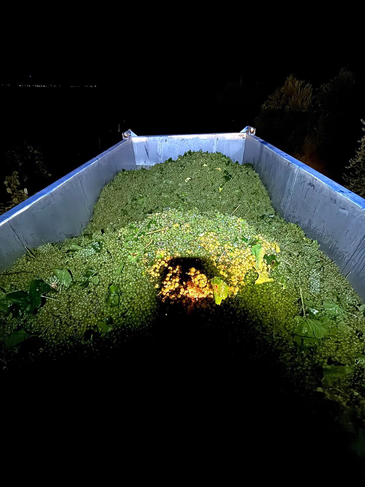 El Progreso de Villarrubia de los Ojos adelanta la vendimia con la cosecha de la Chardonnay y la Sauvignon Blanc