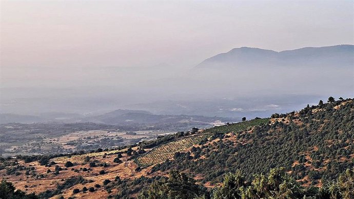 Imagen del terreno afectado por los incendios en la DOP Cebreros