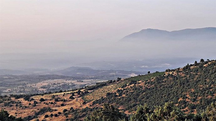 Imagen del terreno afectado por los incendios en la DOP Cebreros