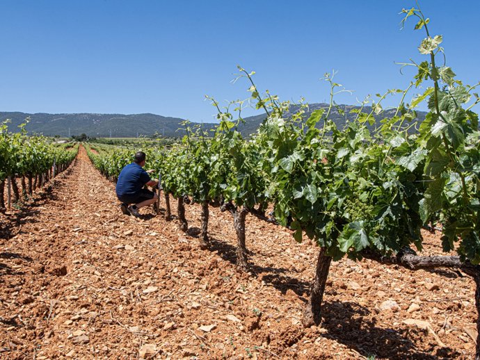 Estas subvenciones se enmarcan en la Intervención Sectorial del Vino, y tienen como finalidad mejorar el rendimiento global de las empresas del sector.