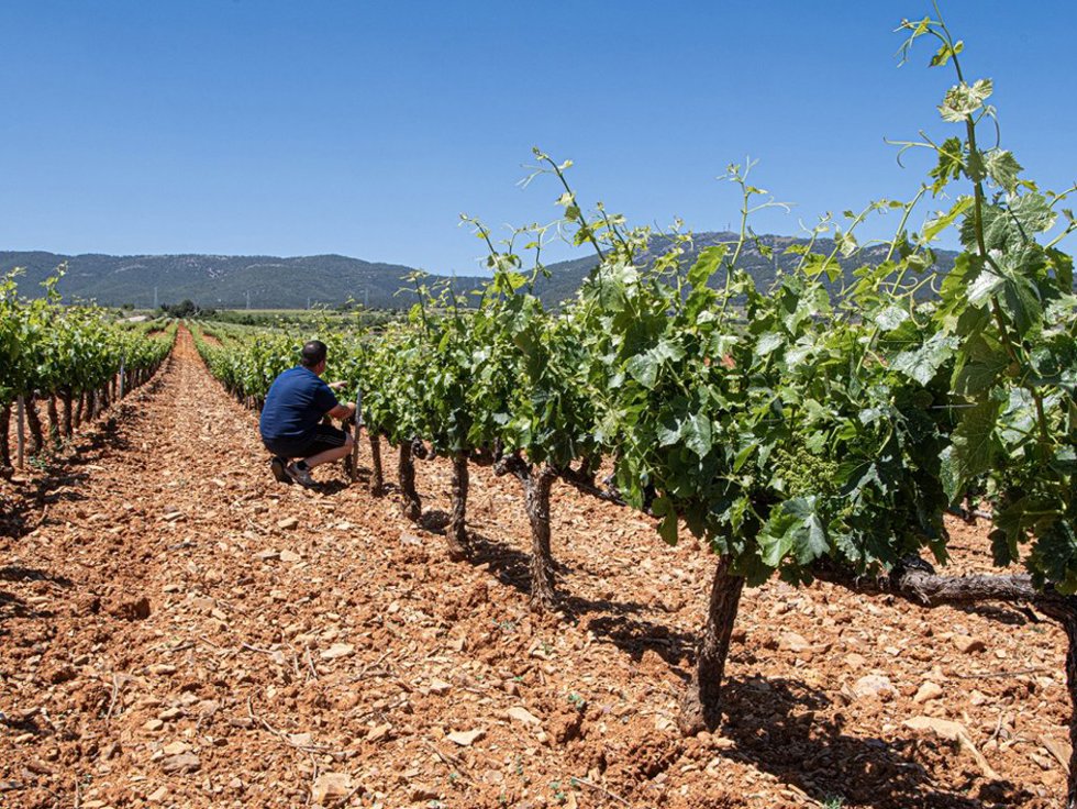 Estas subvenciones se enmarcan en la Intervención Sectorial del Vino, y tienen como finalidad mejorar el rendimiento global de las empresas del sector.