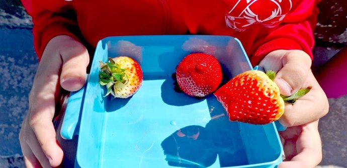 Imagen de archivo de fresas.