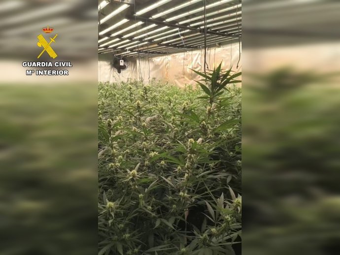La Guardia Civil ha desarticulado un grupo criminal dedicado al cultivo de marihuana en la Marina Alta