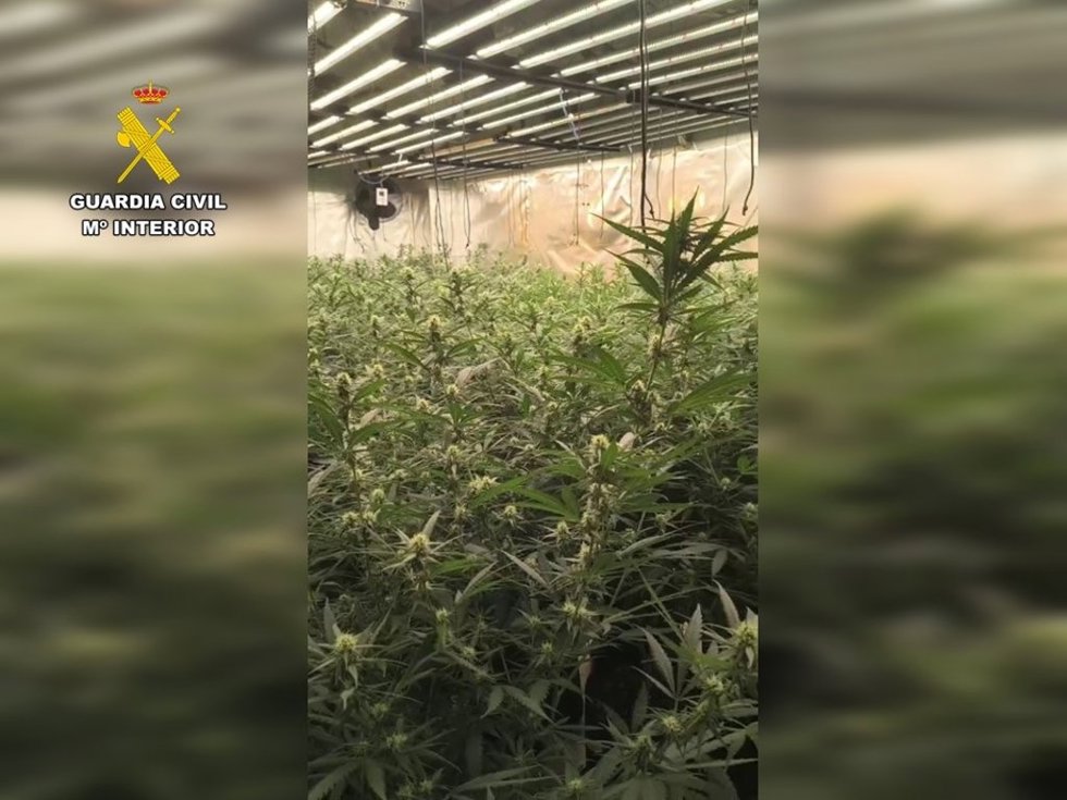 La Guardia Civil ha desarticulado un grupo criminal dedicado al cultivo de marihuana en la Marina Alta