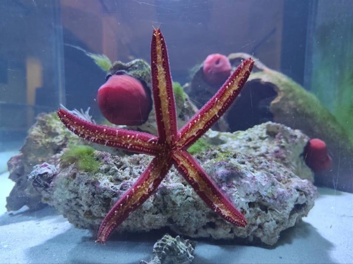 Acuario en el Museo de la Ciencia de Murcia