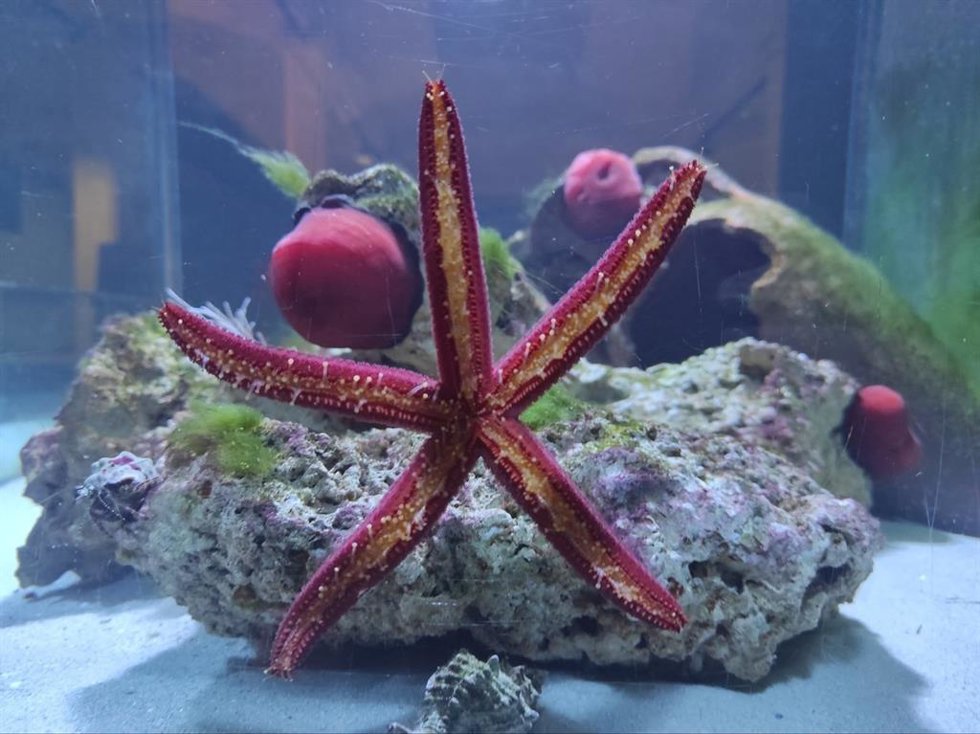 Acuario en el Museo de la Ciencia de Murcia