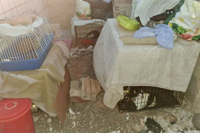 24 gatos amontoados em caixas de transporte são resgatados em prédios em ruínas em Cartagena
