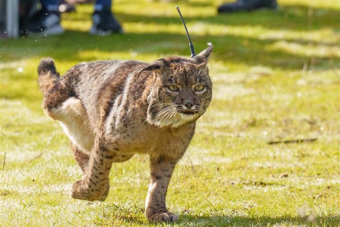 Archivo - imagen de la suelta de un lince Ibérico. A 9 de diciembre de 2025 en Adamuz, Córdoba (Andalucía, España). 