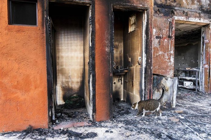 Un gato superviviente del incendio forestal de Los Gallardos (Almería). A 15 de julio de 2026 en Bédar, Almería (Andalucía, España) 