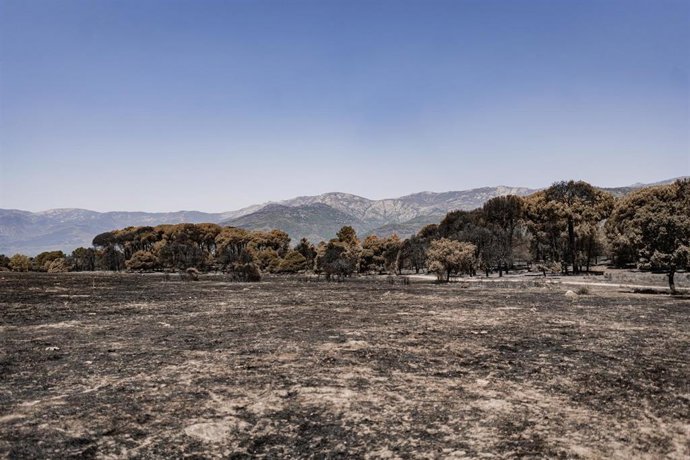 Vista una semana después de que llegara el fuego, a 1 de agosto de 2026, en La Adrada, Castilla y León (España). El delegado territorial de la Junta en Ávila, José Francisco Hernández Herrero, ha asegurado que el incendio forestal de Burgohondo evoluciona