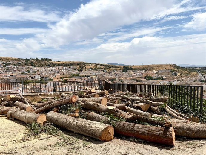 Imagen de áboles retirados del pinar de La Mota