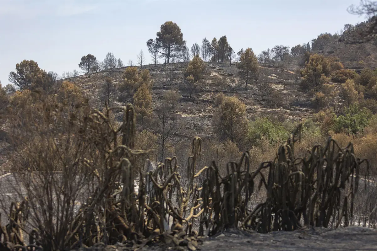 Zonas calcinadas por el incendio de la Vall d'Uixó.