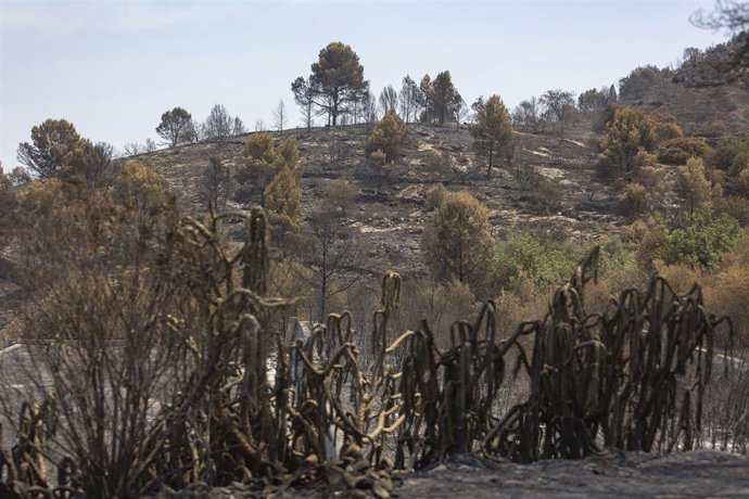 Zonas calcinadas por el incendio de la Vall d’Uixó.