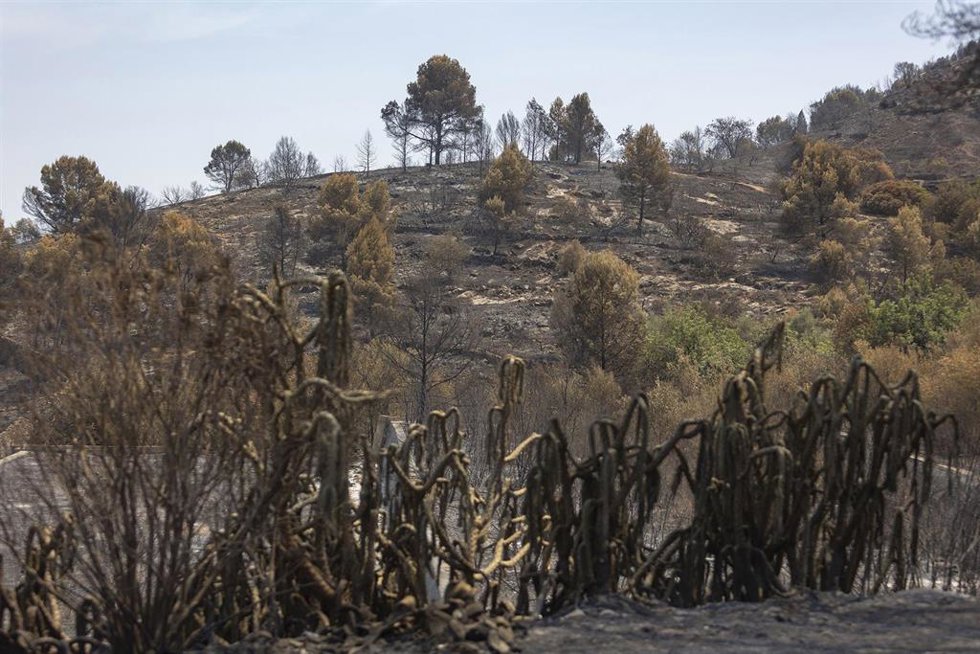 Zonas calcinadas por el incendio de la Vall d’Uixó.