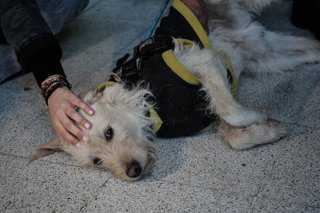 Santiago, 3 de julio de 2026.  Tres perros son encontrados dentro de un auto abandonado en calle Nataniel Cox en la comuna de Santiago y resguardados en la 4ta Comisaria de Carabineros a la espera de que familiares lleguen a buscarlos  Diego Martin/Aton