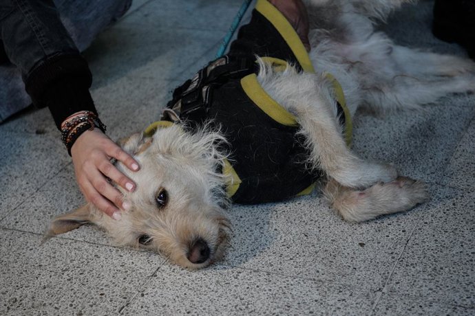 Santiago, 3 de julio de 2026.  Tres perros son encontrados dentro de un auto abandonado en calle Nataniel Cox en la comuna de Santiago y resguardados en la 4ta Comisaria de Carabineros a la espera de que familiares lleguen a buscarlos  Diego Martin/Aton