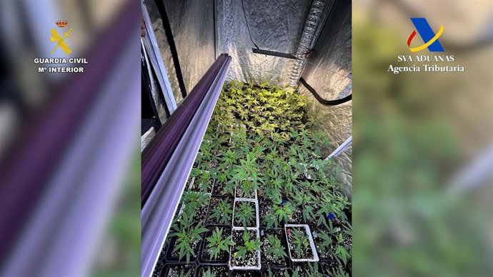 Desmanteladas dos plantaciones de marihuana en Tenerife con casi 450 plantas