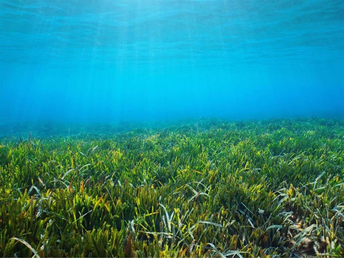 Archivo - Posidonia