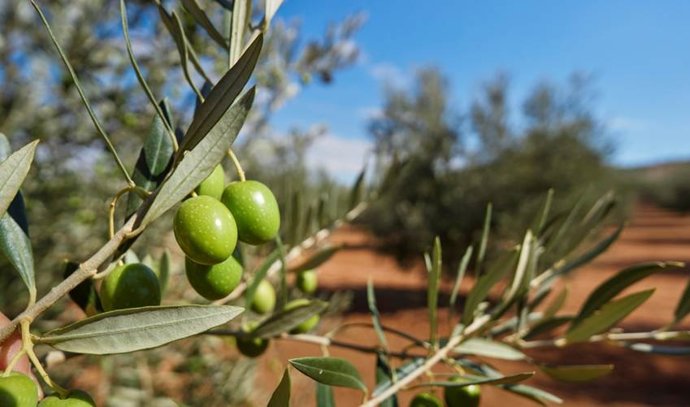 Olivar